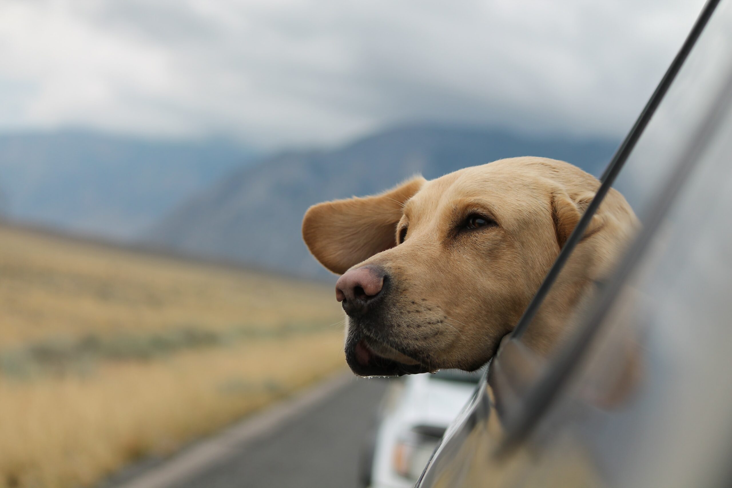 Dog Travel